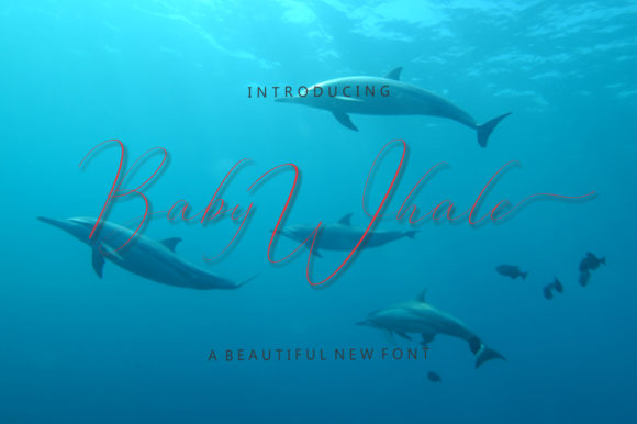 Baby Whale Font: Elegant Script for Web Design